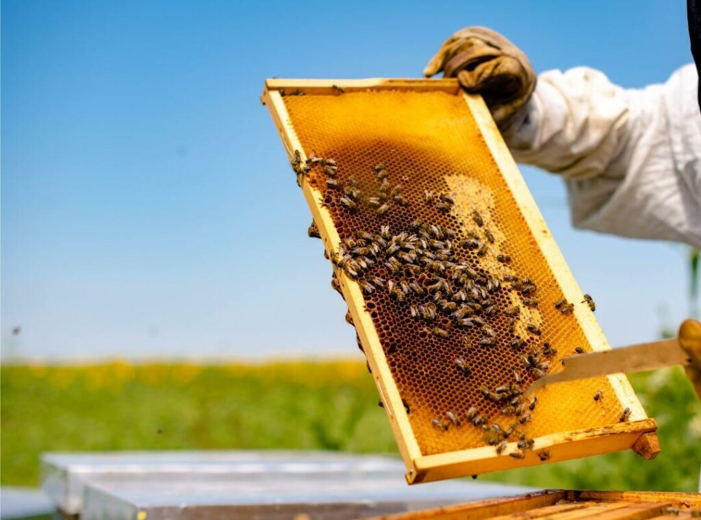 contrôle d'un cadre durant une formation en apiculture intermédiaire