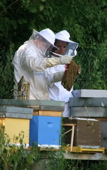 formation abeille noire